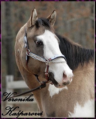 Paint horse.jpg