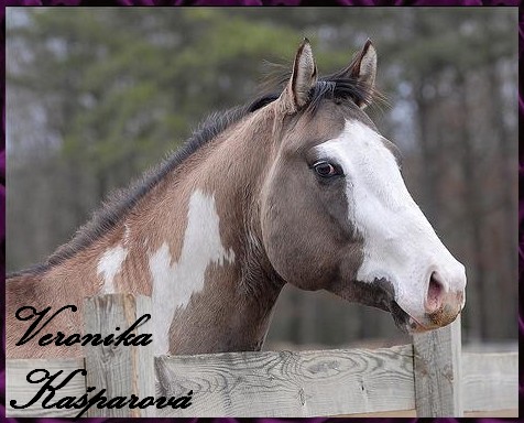 Paint horse1.jpg