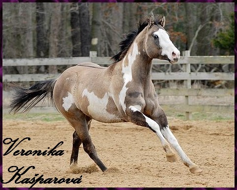 paint horse4.jpg