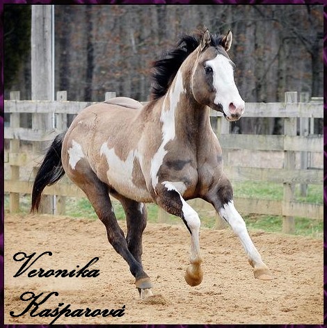 paint horse5.jpg