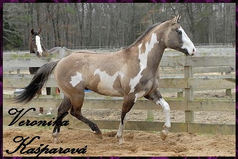 Paint horse6.jpg