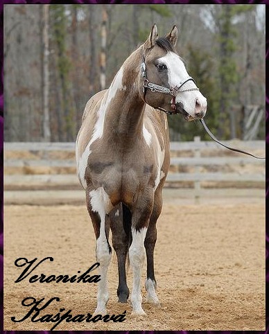 Paint horse7.jpg