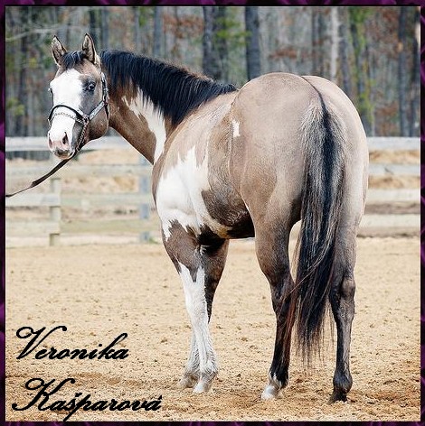 Paint horse9.jpg