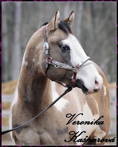 Paint horse8.jpg