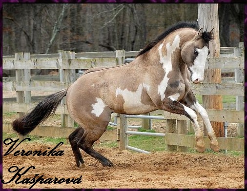 Paitn horse2.jpg