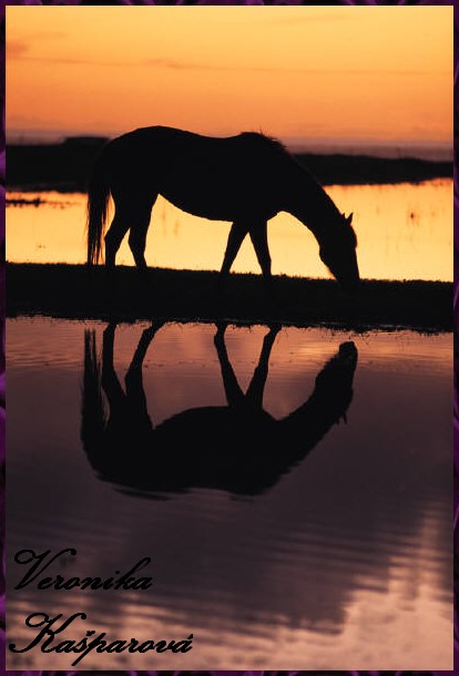 Pony.jpg