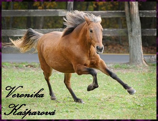 Pony1.jpg