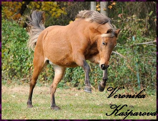 Pony2.jpg