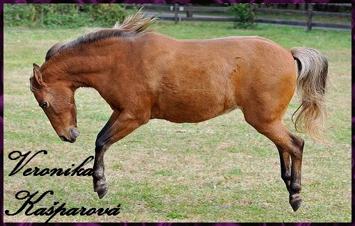 Pony3.jpg