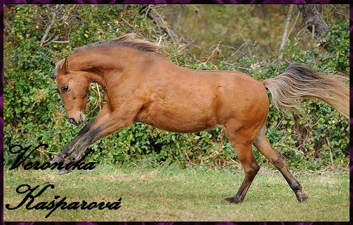 Pony4.jpg