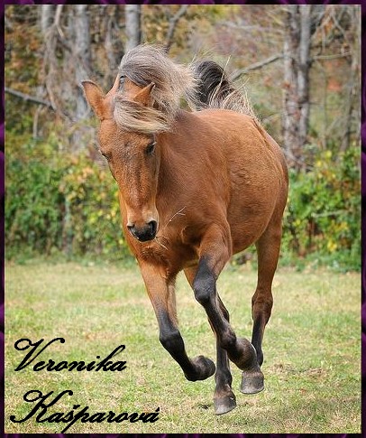 Pony5.jpg