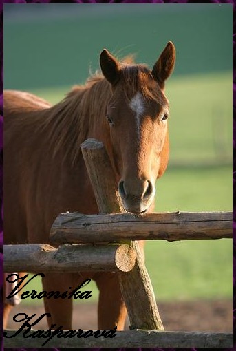 QH.jpg